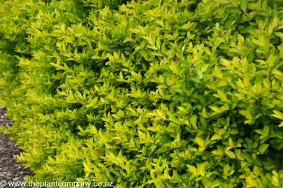 Duranta 'Sheena's Gold' bright yellow foliage in a hedge form.