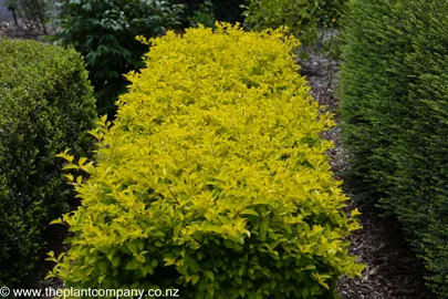 Duranta 'Sheena's Gold' hegde with bright yellow leaves.