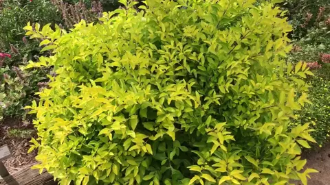 Duranta Squatters Gold plant with yellow foliage.