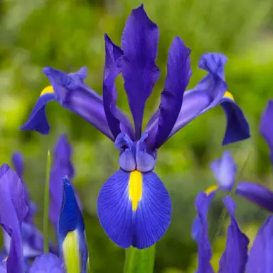 iris-blue-magic-1