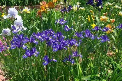 iris-blue-magic-4