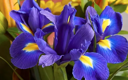 iris-blue-magic-5