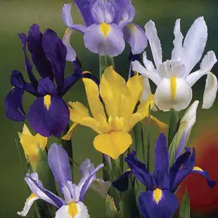 iris-mixture-2