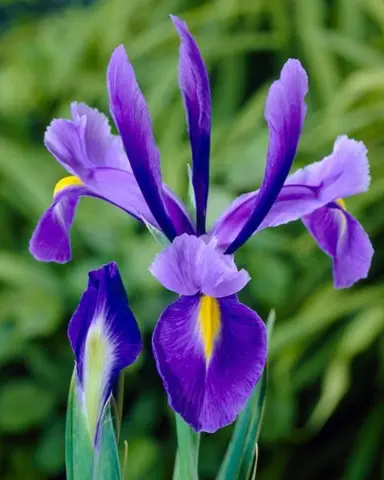 iris-discovery-purple-2