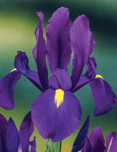 iris-discovery-purple-3