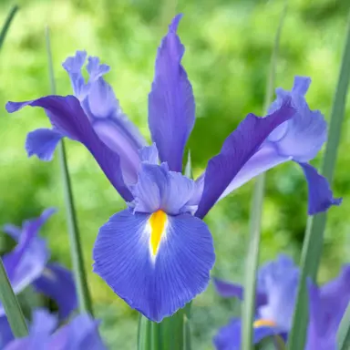 iris-discovery-2