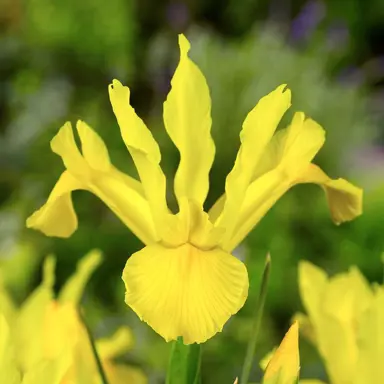 iris-golden-beauty-1