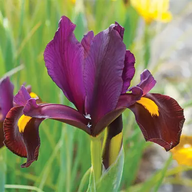 iris-red-ember-5