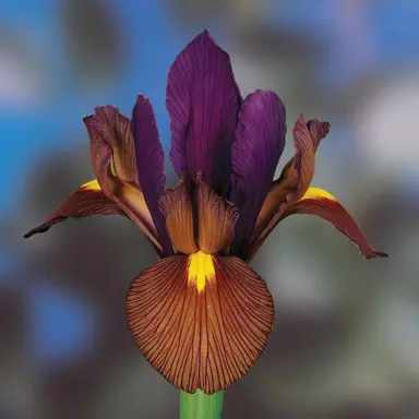 iris-tigers-eye-2