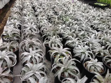 dyckia-grand-marnier--1