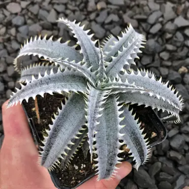 dyckia-grand-marnier-