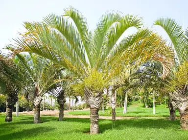 dypsis-decaryi-2