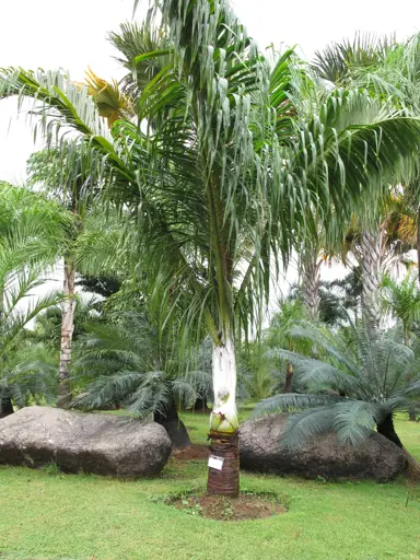 dypsis-decipiens-4