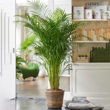 Dypsis lutescens palm in a pot indoors.