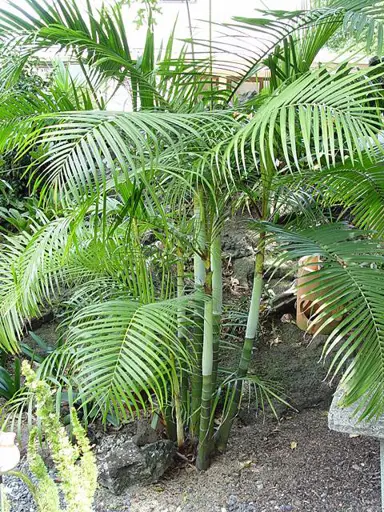 dypsis-baronii-