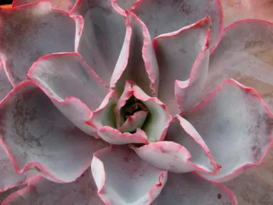 Echeveria 'Afterglow' plant with lush foliage.