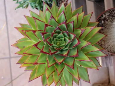 echeveria-red-edge-