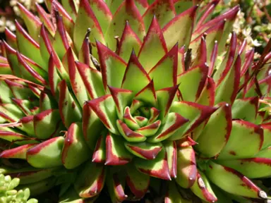 echeveria-red-edge-2