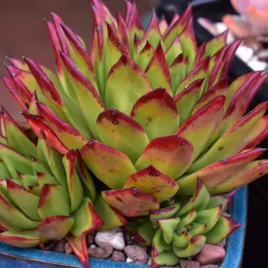 echeveria-red-edge-3