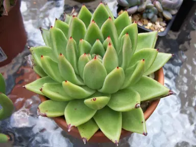 echeveria-agavoides-