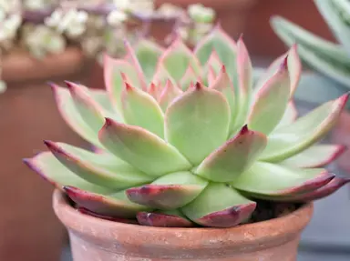 echeveria-agavoides-1