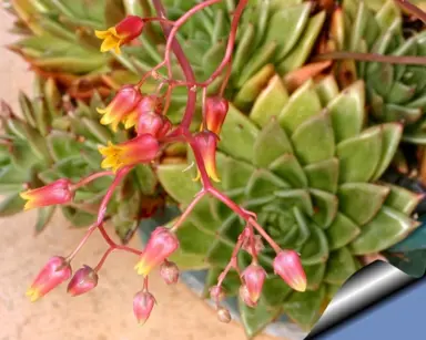 echeveria-agavoides-2