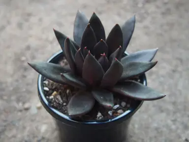 echeveria-black-knight-