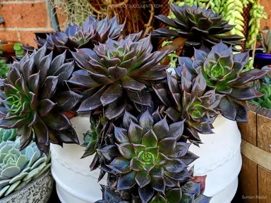 echeveria-black-prince-