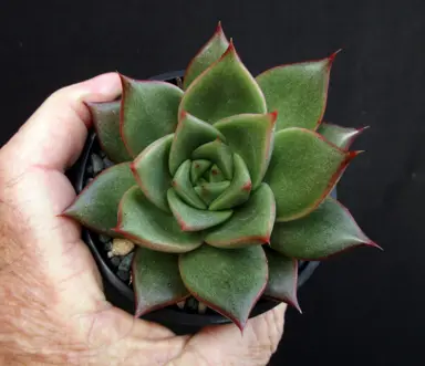 echeveria-bloody-finger--1