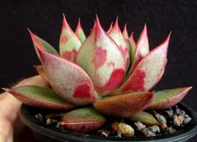 echeveria-bloody-finger-