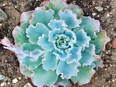 echeveria-blue-curls-