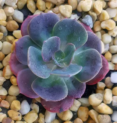 echeveria-blue-metal-1