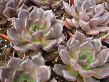 Echeveria 'Chocolate' plants with brown foliage.