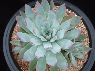 Echeveria colorata plant with light blue foliage.