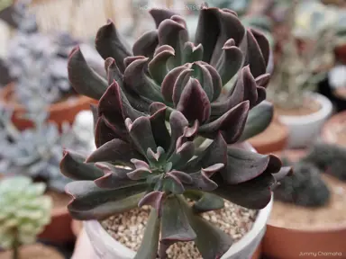 echeveria-dark-vader-