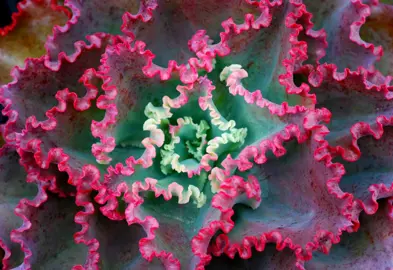 echeveria-dicks-pink-