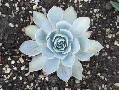 Echeveria 'Domingo' plant with powder-blue leaves.