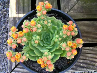 echeveria-dondo-