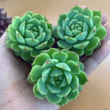 echeveria-dondo-1