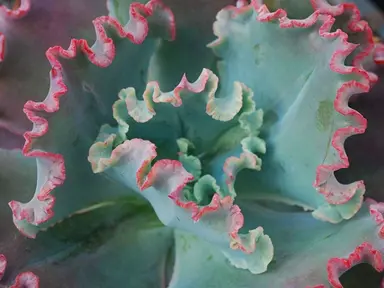 echeveria-fire-and-ice-