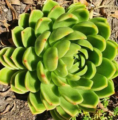 Echeveria 'Green Waterlily' plant with green foliage.