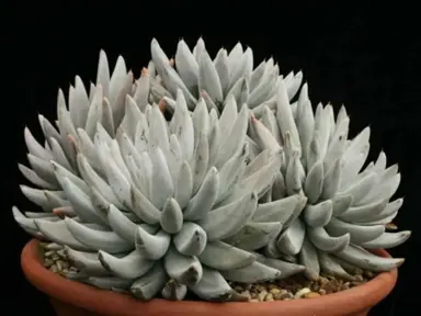 Echeveria 'Haagai Tolimanensis' plant with grey leaves.