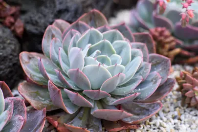 Echeveria imbricata plant with blue and red leaves.