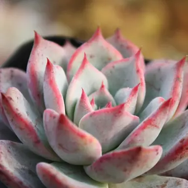 Echeveria laulensis plant with colourful leaves.