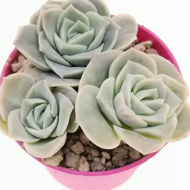 echeveria-lovely-rose-