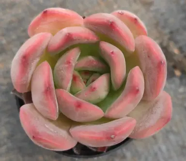 echeveria-madonna-