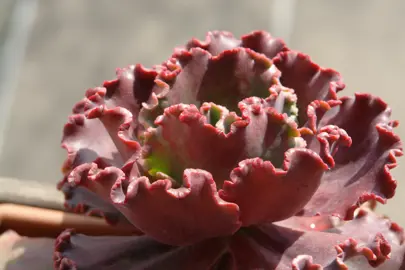 Echeveria 'Mauna Loa' plant with dark red leaves.