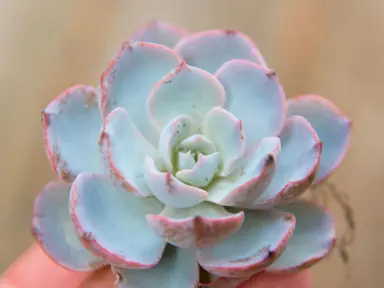 echeveria-morning-beauty-