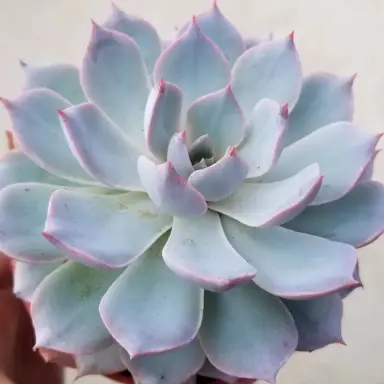 echeveria-morning-beauty-1