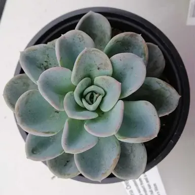 echeveria-orepetti-